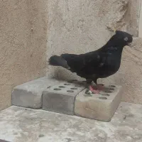 پرنده|پرنده|اهواز, شهرک دانشگاه|دیوار