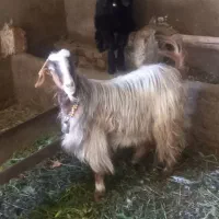 بز و بزغاله|حیوانات مزرعه|شیروان (لرستان), |دیوار