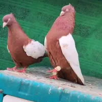 کبوتر سینه سرخ سیاه زرد اشعل طوقی