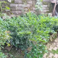 یاس هلندی و پالم