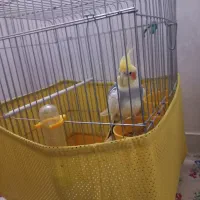 عروس هلندی نر همراه قفس