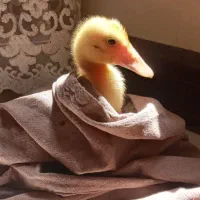 اردک|حیوانات مزرعه|اراک, |دیوار