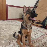 ژرمن ۵ ماهه ماده|سگ|بیستون, |دیوار