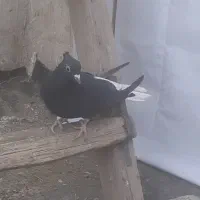 کبوتر ماده دم سفید|پرنده|کرمانشاه, |دیوار