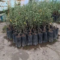 تولیــدوتوزیــع نــهال|خدمات باغبانی و درختکاری|خلخال, |دیوار