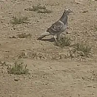 ابلغ قوری مسافتی