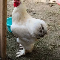 تخم مرغ امپراتور نطفه دار|حیوانات مزرعه|لشت نشا, |دیوار