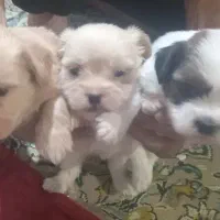 سگ در رنگهای زیبا، نژاد شیتزو تریر