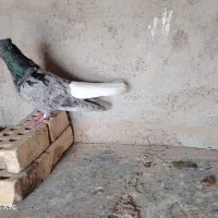 سوسنگرد