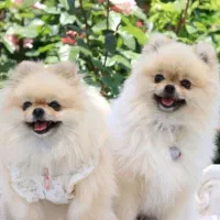 توله سگ کوچولو موچولو پشمالو