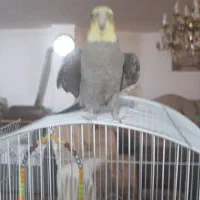 عروس هلندی بازیگوش