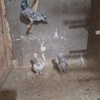 هفترنگ جفتگاه|پرنده|نیشابور, دارایی|دیوار