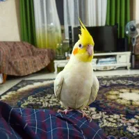 عروس هلندی لوتینو  و  البینو با قفس بزرگ|پرنده|شاهین‌شهر, فردوسی|دیوار