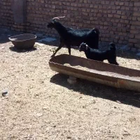 یک عدد بز زایده با بزغاله ماده ویک عدد بره ماده ب|حیوانات مزرعه|نیشابور, شهرک زرگران|دیوار