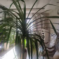 گل طبیعی بسیار بزرگ|گل و گیاه طبیعی|آبسرد, |دیوار