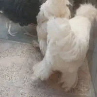 مرغ کاکلی|حیوانات مزرعه|سیرجان, |دیوار