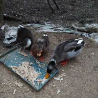 اردک محلی|حیوانات مزرعه|کیاشهر, |دیوار