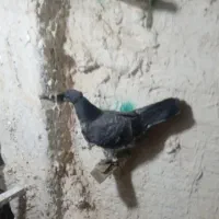 کبوتر دم سفید|پرنده|مشگین شهر, |دیوار