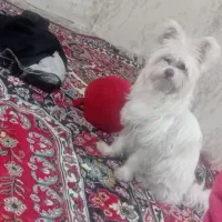 واگذاری چند قلاده سگ و توله