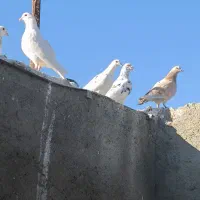 کفتر پرشی و هم جفتگاه