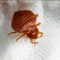 سم پاشی منازل سمپاشی اماکن تضمینی|خدمات نظافت|مشکین‌دشت, |دیوار