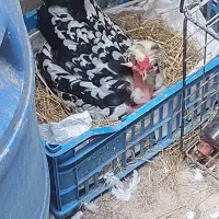 تخم نطفه دار گلین|حیوانات مزرعه|بابکان, |دیوار