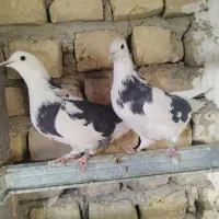 کبوتر پرشی یجایی