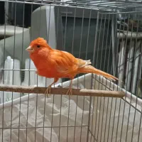 قناری سوپر قرمز|پرنده|تبریز, |دیوار