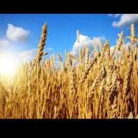 گندم کاسکوژن