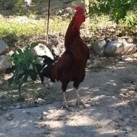 خروس لاری