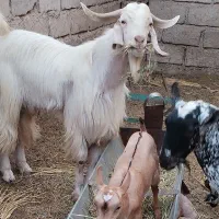 پاچن چاق سنگین وزن