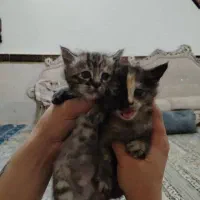 واگذاری توله گربه پرشین کلاسیک