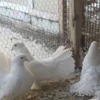 دو جفت چتری سفید نژاد دار|پرنده|اصفهان, پوریای ولی|دیوار