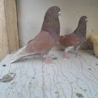 سرخ پرشی ب شرط