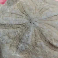 سنگ فسیل و تزیناتی