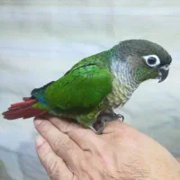 جفت مولد گرینچیک