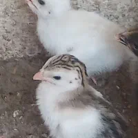 فروش جوجه شاخدار و جوجه مرغ