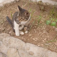 گربه پیدا شده