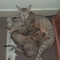 گربه