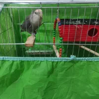 پرنده (طوطی برزیلی)|پرنده|کرمانشاه, |دیوار