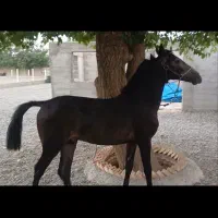 کره نریان کرد دم پرچم