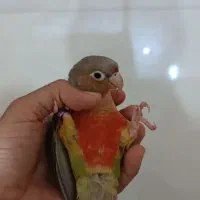 گرینچیک دستی سخنگو