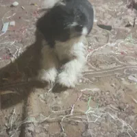 سگ پاپی