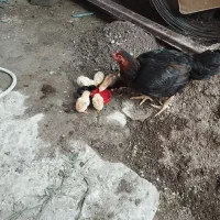 مرغ‌لاری‌با‌جوجه‌لاری‌به‌فروش‌میرسد.