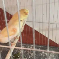 قناری|پرنده|سراب, |دیوار