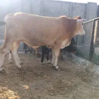 گوساله نر چاق