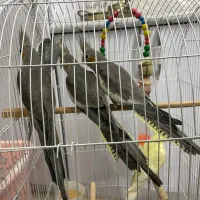 جوجه عروس هلندی