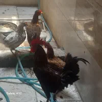 مرغ وخروس