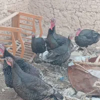 فروش بوقلمون نر و مایه