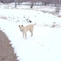 توله سرابی۵ ماه سفید سر کله دار